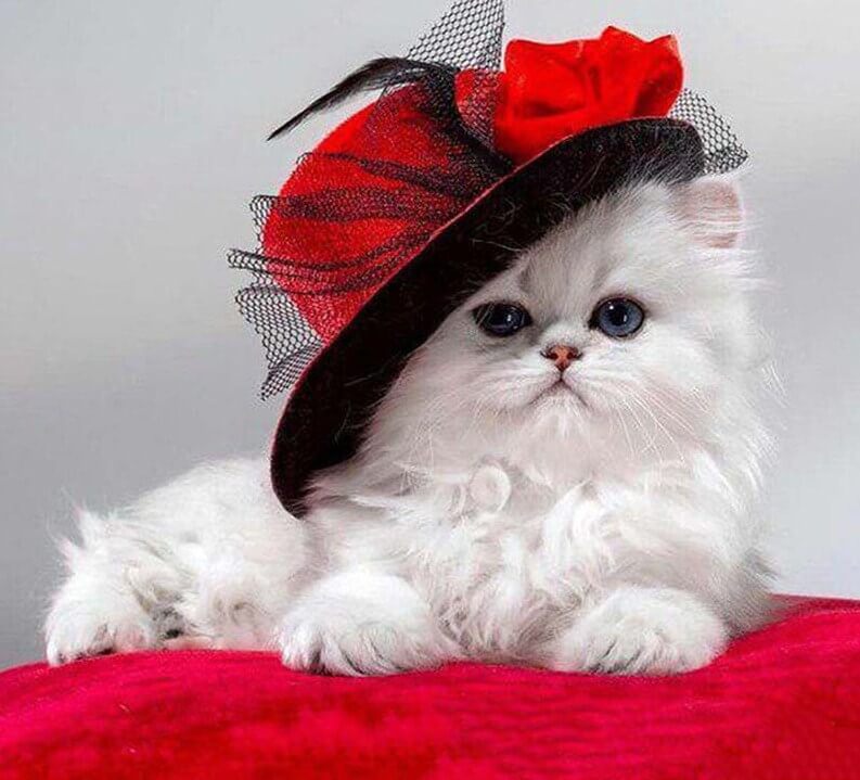 Cat Princess Diamond Painting