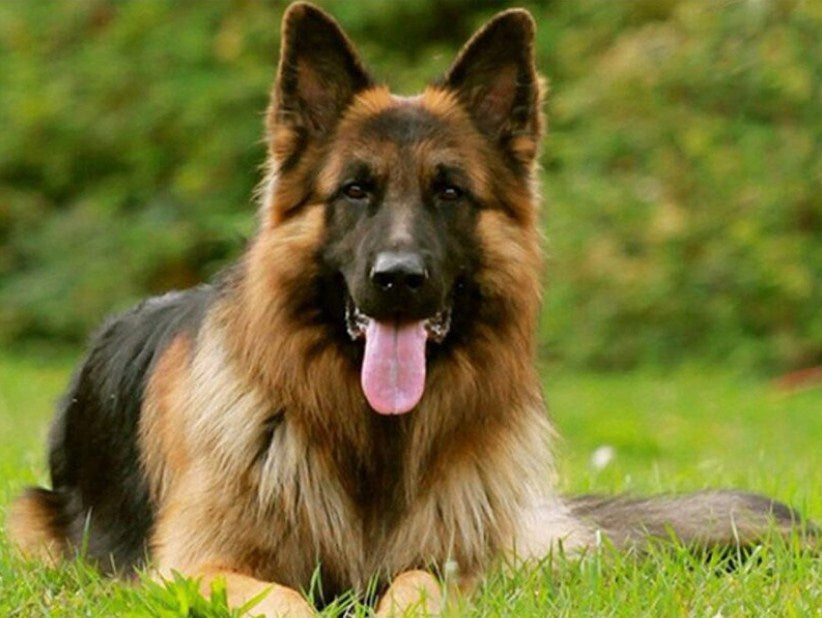 Adorable German Shepherd Paint by Diamonds