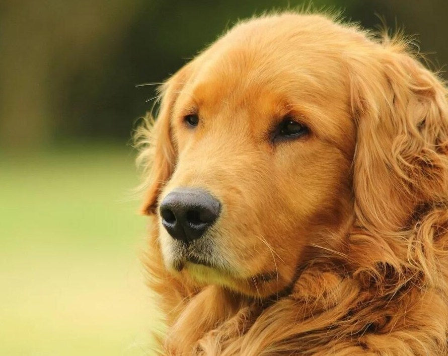 Amazing Golden Retriever Diamond Painting Kit