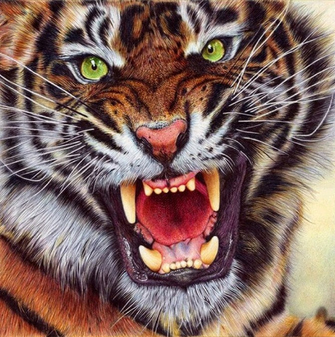 Paint With Diamonds 5D Diamond Painting Kit - 60 x 80 cm Square - Angry  Tiger