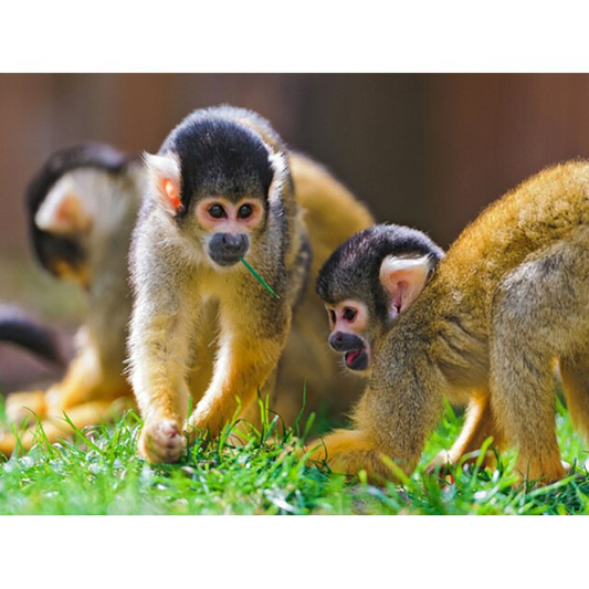 Baby monkeys diamond painting