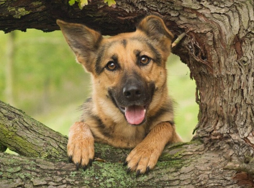 Baby German Shepherd on the Tree Diamond Painting