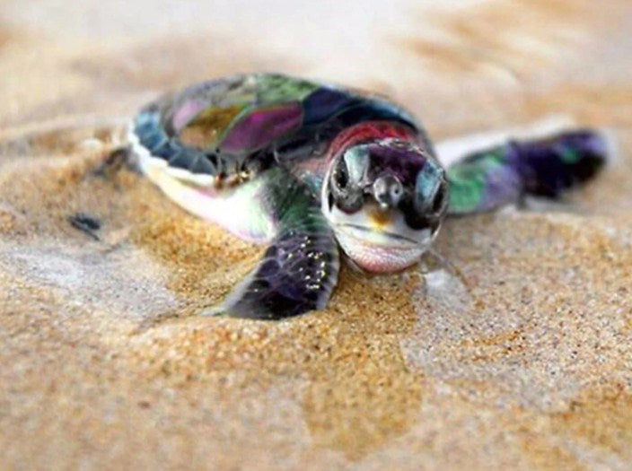 Baby Turtle Diamond Painting Kit