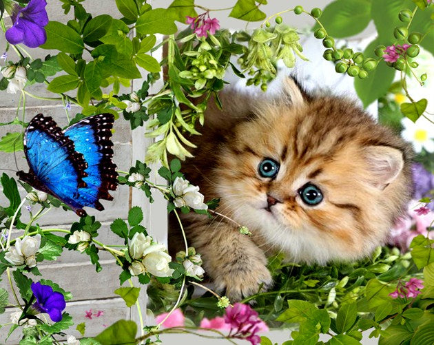 Diamond Painting Cat Catching Butterfly Cute Design Embroidery