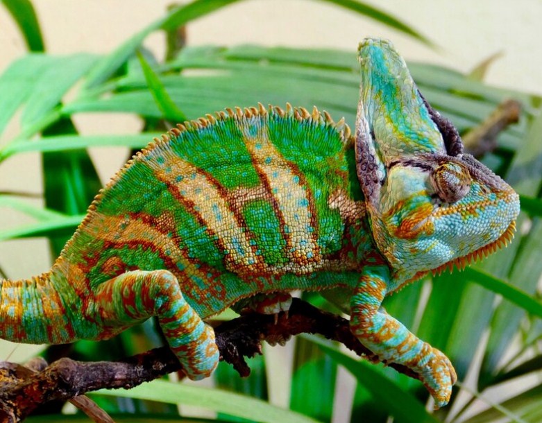Beautiful Chameleon Diamond Painting Kit