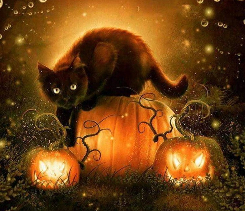 Black cat, Halloween, Pumpkin - Little Black cat in a pumpkin Cat