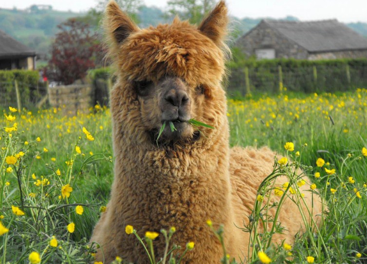 Brown Llama Paint by Diamonds