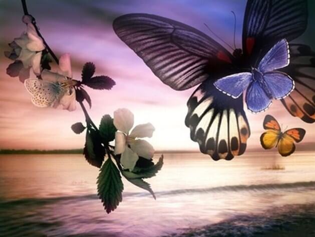 Butterflies Paint by Diamonds