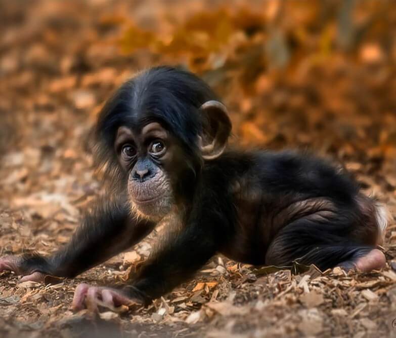 cutest baby monkeys in the world