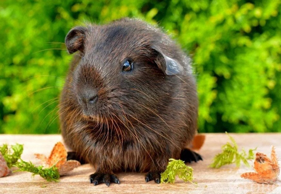 Cute Black Guinea Pig Diamond Painting
