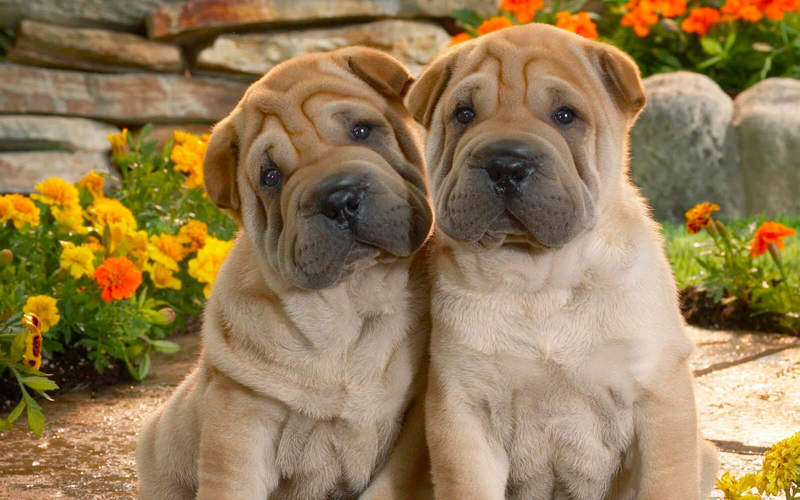 Chinese Shar Pei Dogs For Sale Shar Pei For Sale In The City Of
