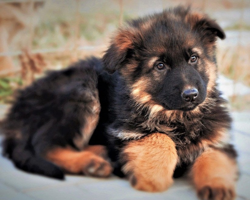 cutest german shepherd puppies