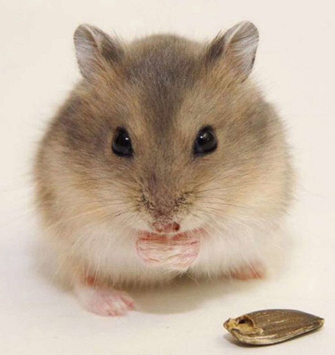 Cute Mouse Diamond Painting Kit