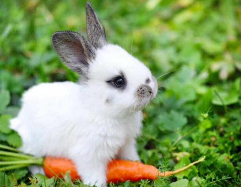 white baby bunnies