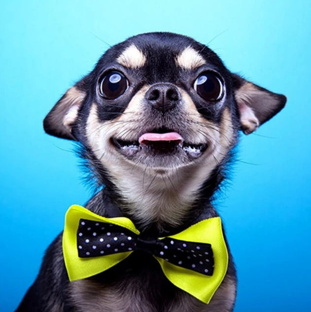 Bows for chihuahuas hotsell