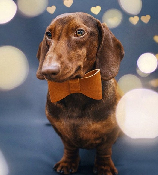 Dachshund with bow store tie