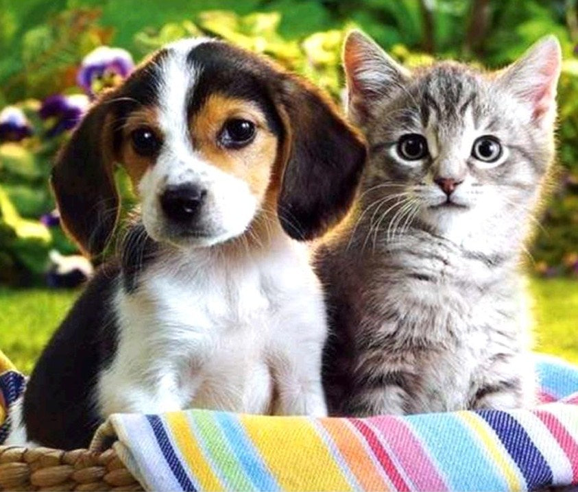 Animals 3D Diamond Painting Kit