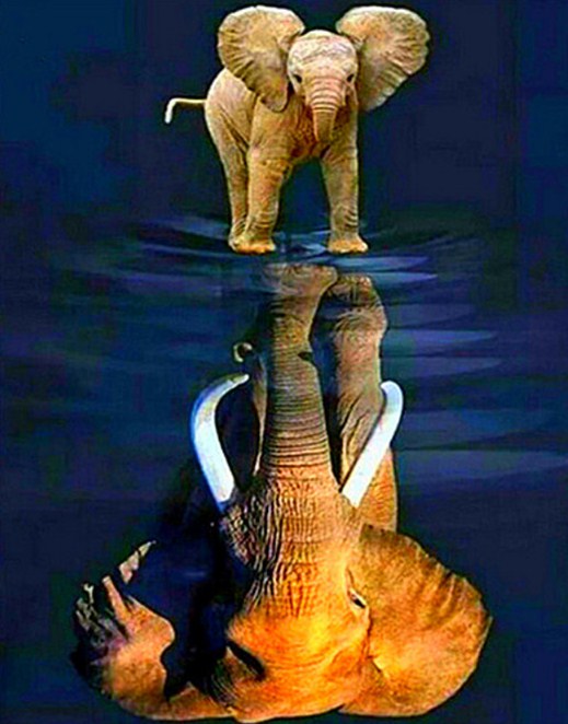 Elephant Baby Dreaming Big Paint by Diamonds