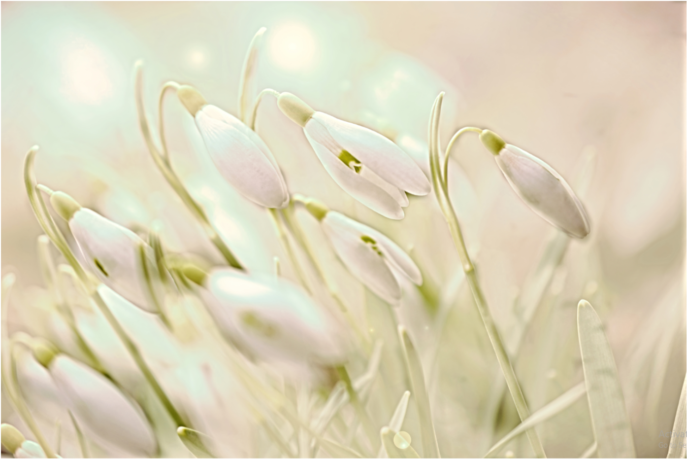 Enchanting Sanowdrops - Art by Denise Dundon