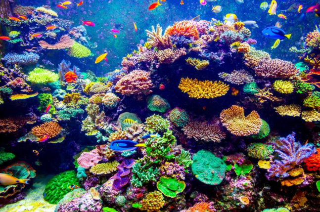 Fish & Coral Reef Paint by Diamonds