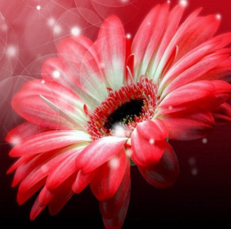 Gerber Flower Diamond Painting Kit