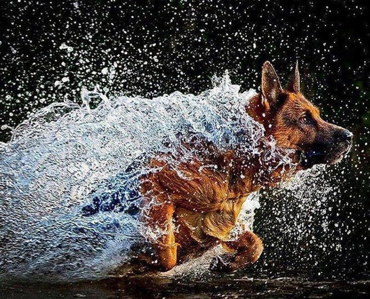 German shepherds shop like water