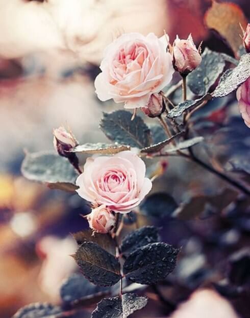 Rose Plant Paint by Diamonds