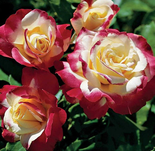Roses Diamond Painting