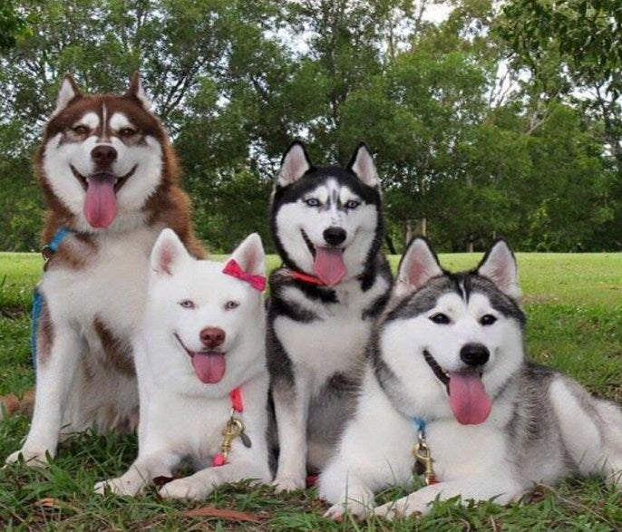 Happy Huskies Paint with Diamonds