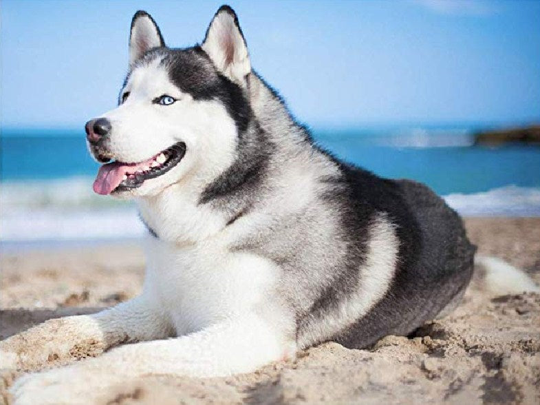 Husky at Beach Paint by Diamonds