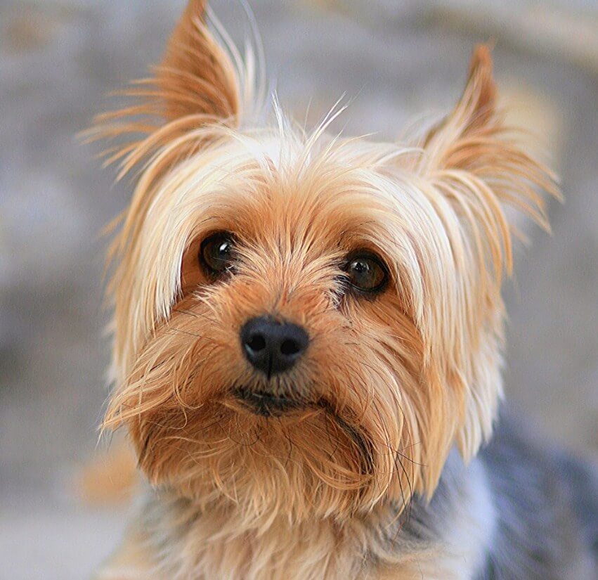 Dog Full Drill Painting Kit