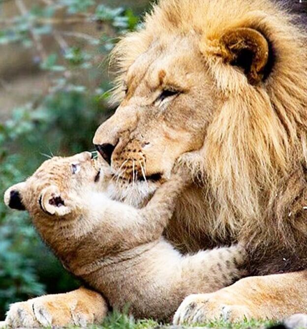 Lion Cub Diamond Painting