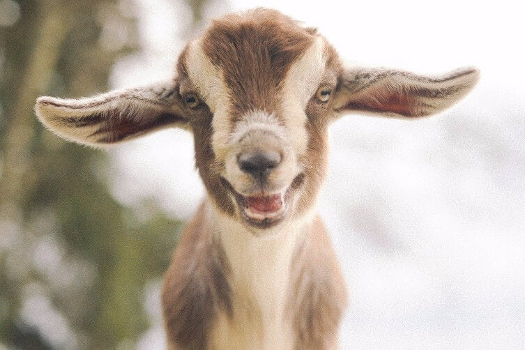 Goat DIY Diamond Painting