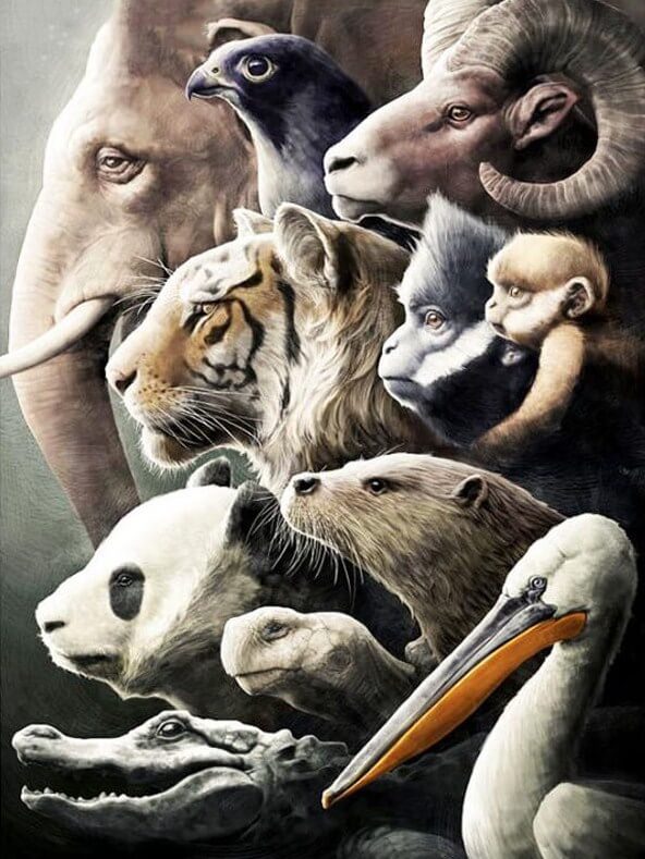 Animals Paint by Diamonds