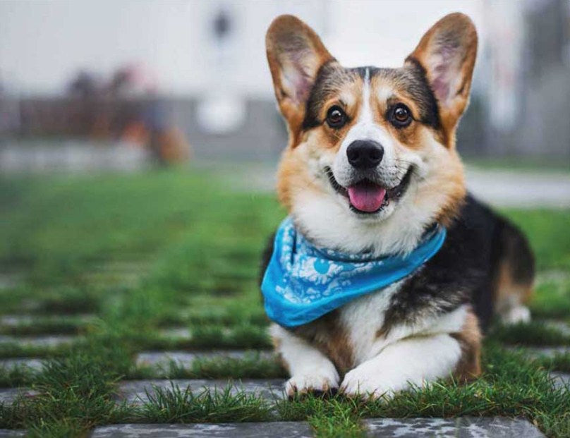 Pembroke Welsh Corgi Paint by Diamonds