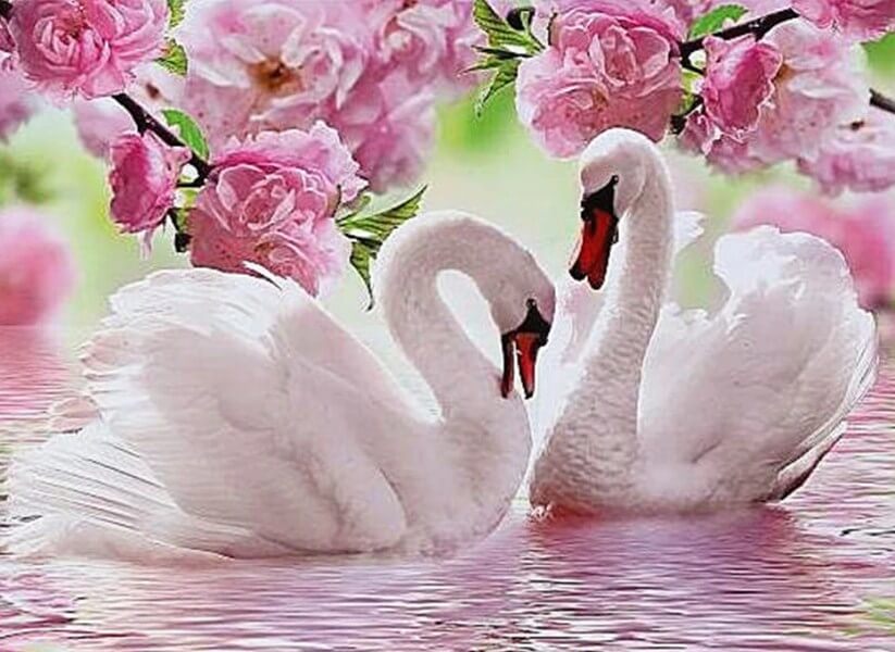 Swans Diamond Printing