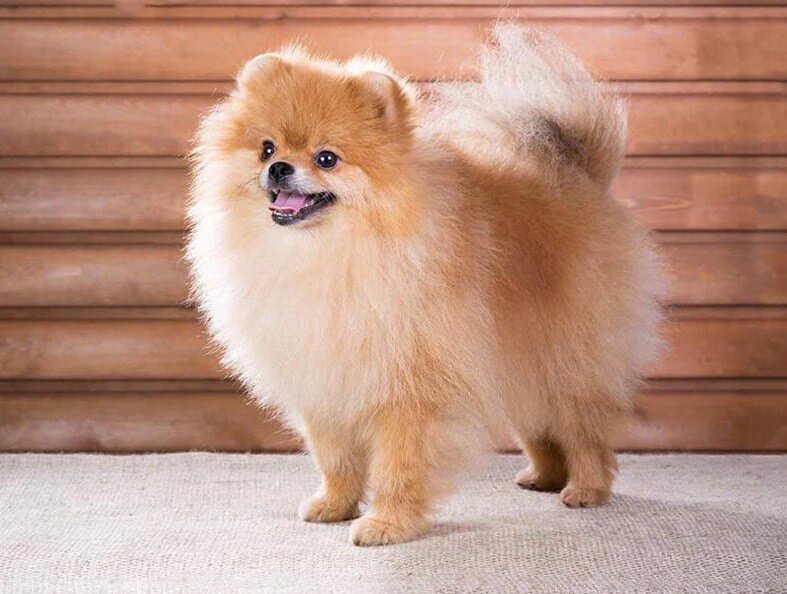 Puppy 5D Diamond Painting