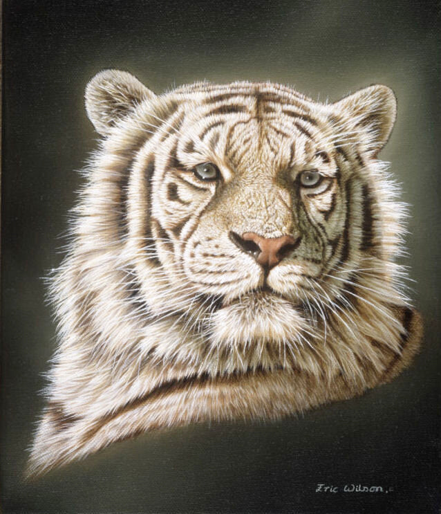 White Tiger Portrait