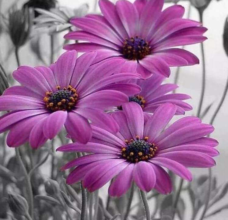 Daisy Diamond Painting Kit
