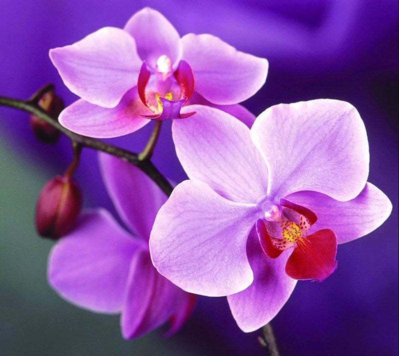 Orchids Diamond Painting Kit