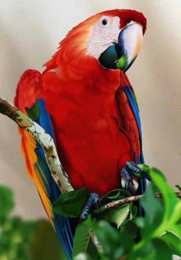 Parrot DIY Painting Kit