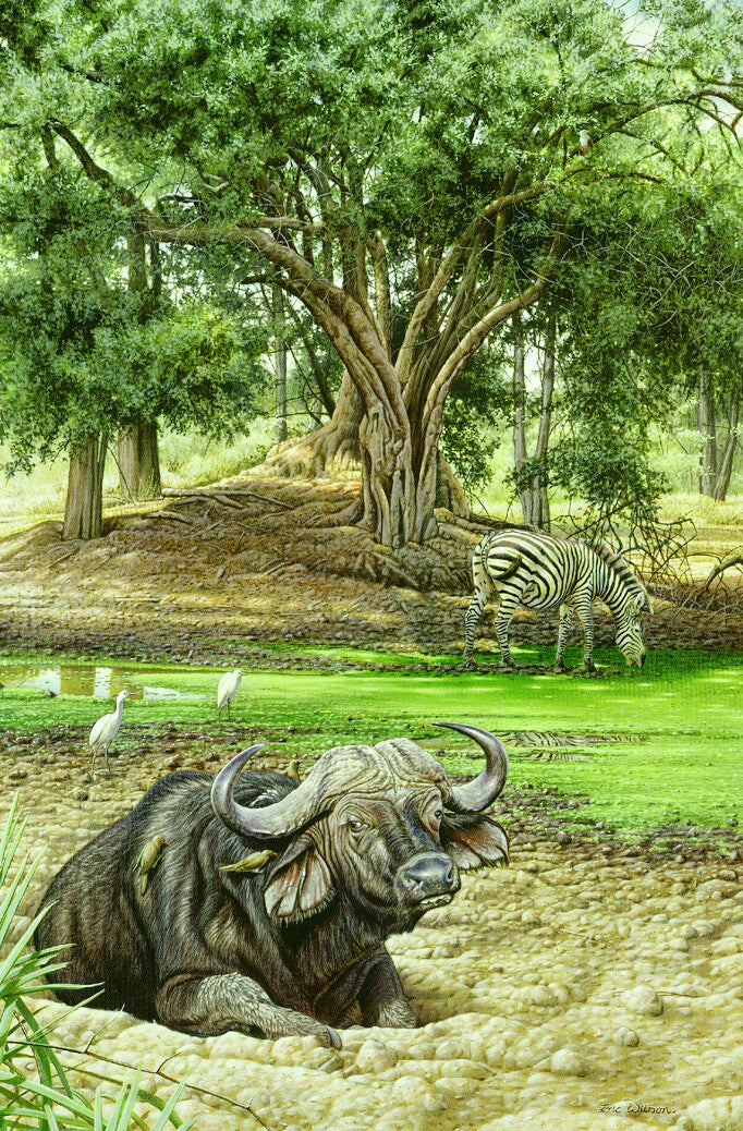 Painting of African buffalo and zebra by wildlife