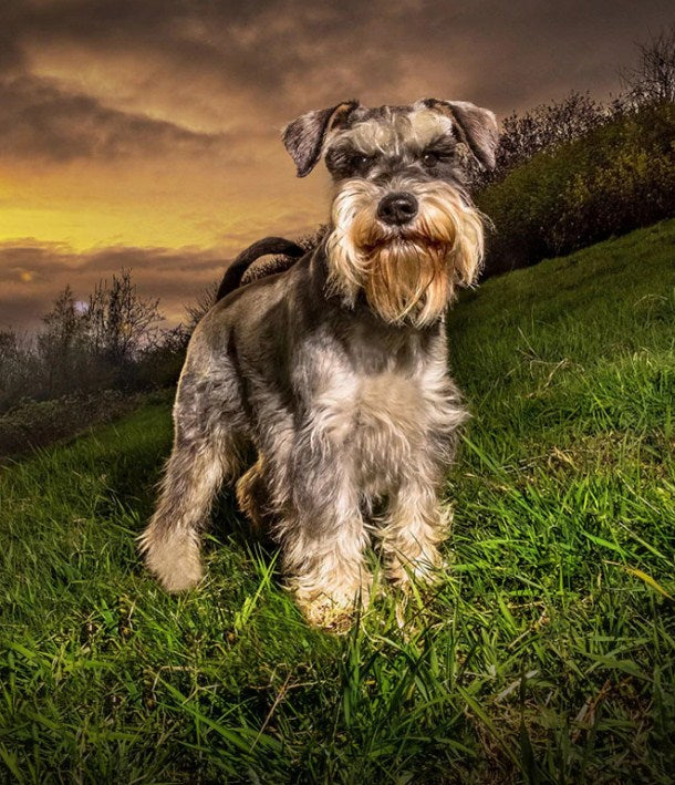 Diamond s cheap ranch schnauzers