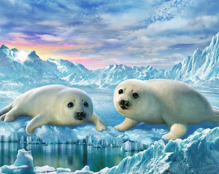 Seals Pair Diamond Painting Kit