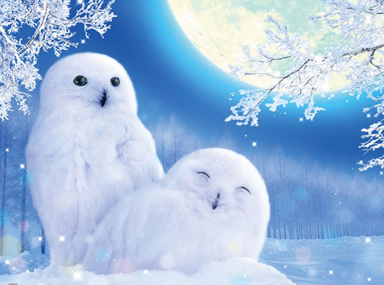 White Owls Diamond Painting