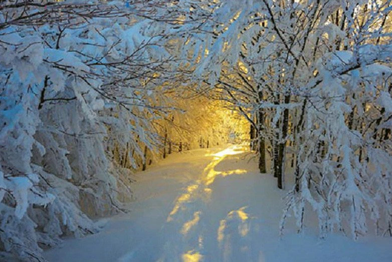 Snowy Forest Diamond Painting