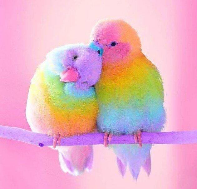 Sweet Birds Round Drill