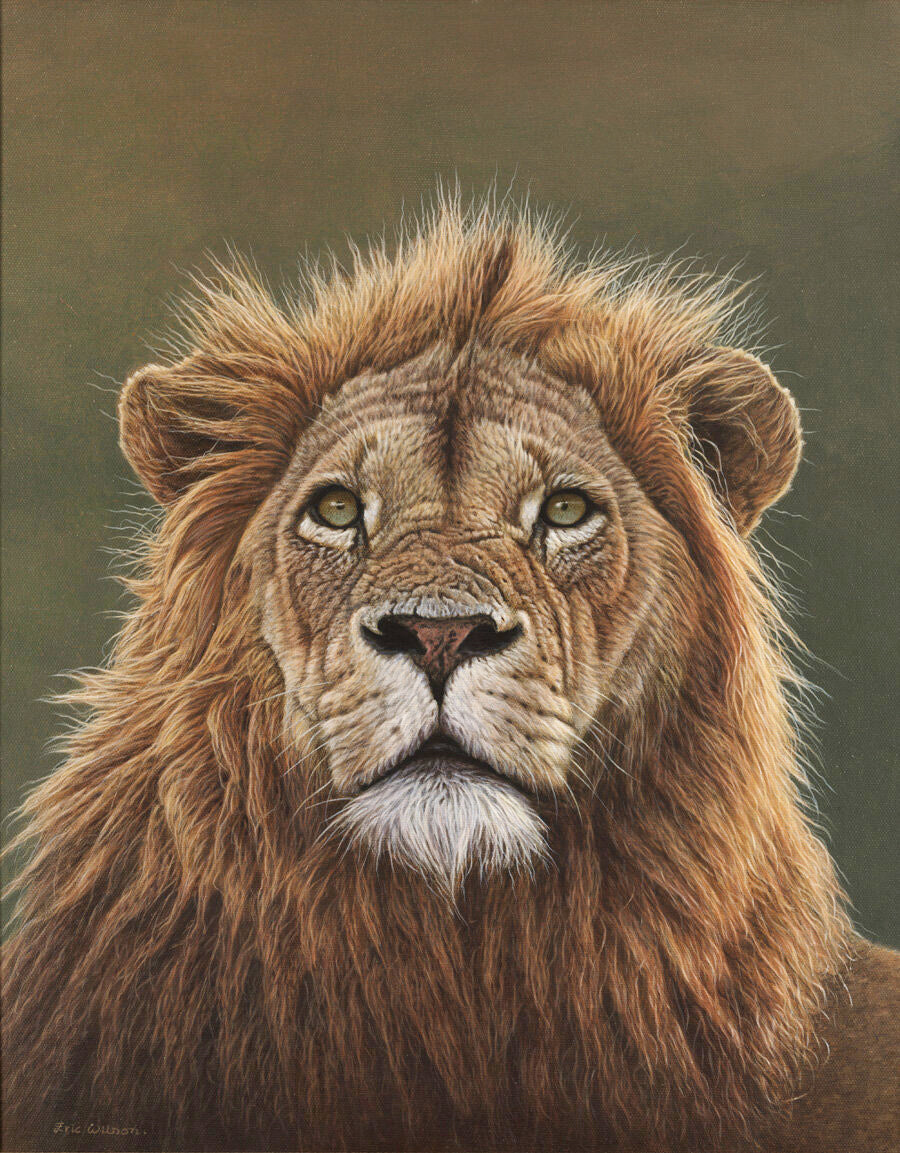 African Lion