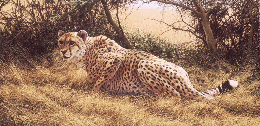 African Leopard Panthera
