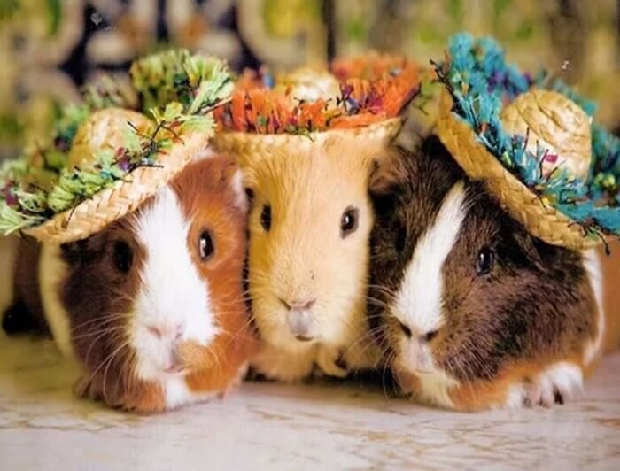 3 guinea shop pigs